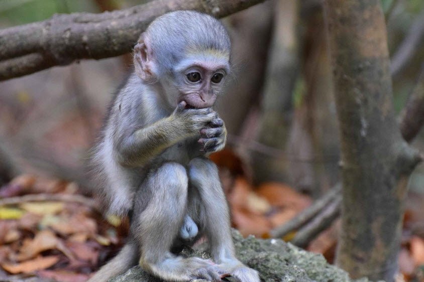 Barbados Wildlife Reserve, Saint Peter, Barbados